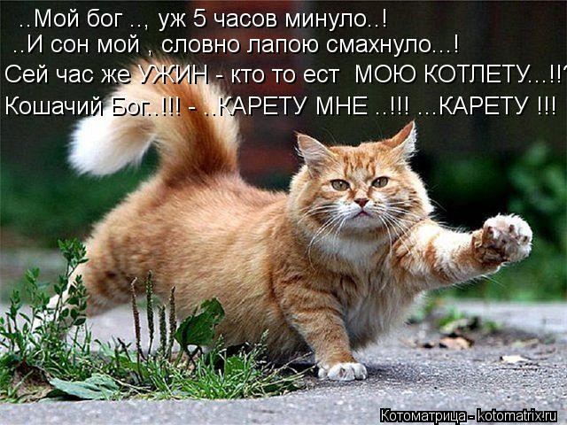 Котоматрица: ..Мой бог .., уж 5 часов минуло..!  ..И сон мой , словно лапою смахнуло...! Сей час же УЖИН - кто то ест  МОЮ КОТЛЕТУ...!!? Кошачий Бог..!!! - ..КАРЕТУ МНЕ ..!!!
