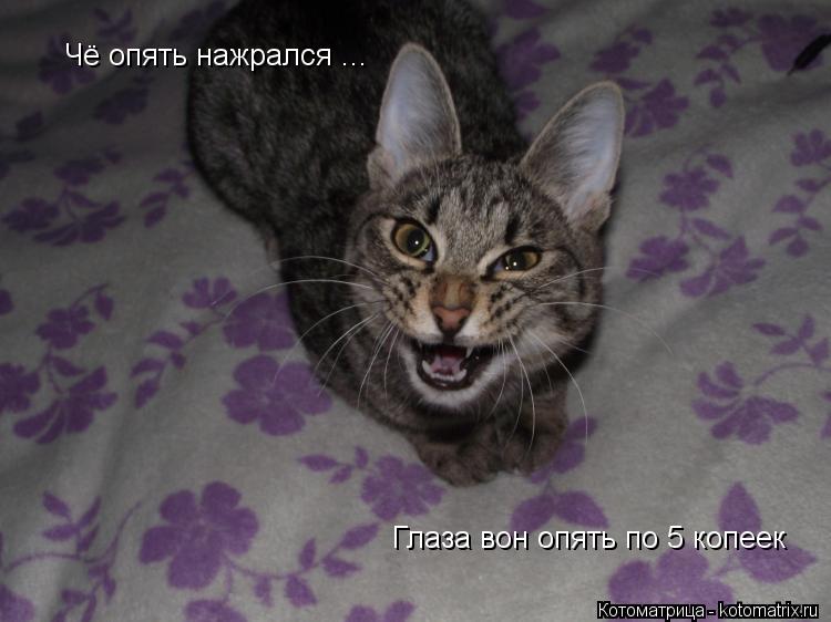 Котоматрица: Чё опять нажрался ... Глаза вон опять по 5 копеек