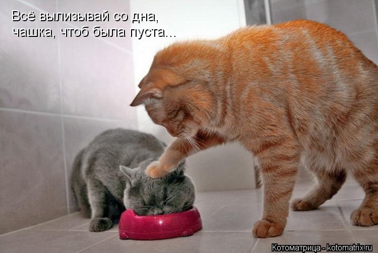 Котоматрица: Всё вылизывай со дна, Всё вылизывай со дна, чашка, чтоб была пуста...