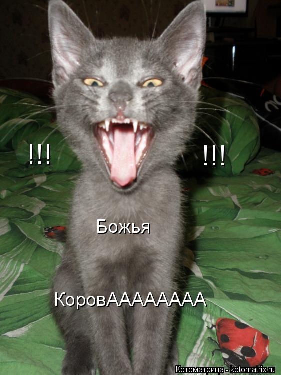 Котоматрица: !!! !!! Божья КоровАААААААА