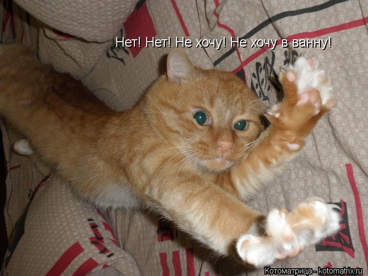Котоматрица: Нет! Нет! Не хочу! Не хочу в ванну!