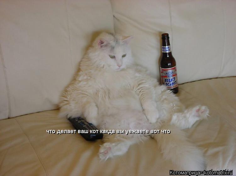 Котоматрица: что делает ваш кот какда вы уежаете вот что