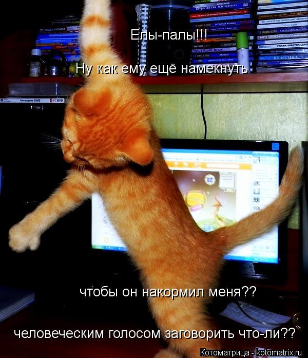 Котоматрица: Елы-палы!!! Ну как ему ещё намекнуть чтобы он накормил меня?? человеческим голосом заговорить что-ли??