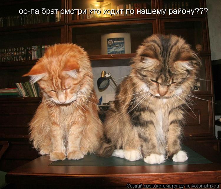 Котоматрица: оо-па брат смотри кто ходит по нашему району???