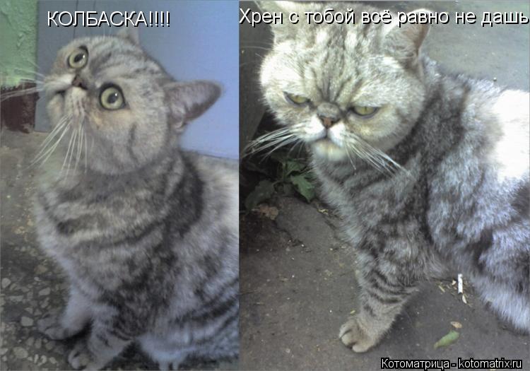 Котоматрица: КОЛБАСКА!!!! Хрен с тобой всё равно не дашь