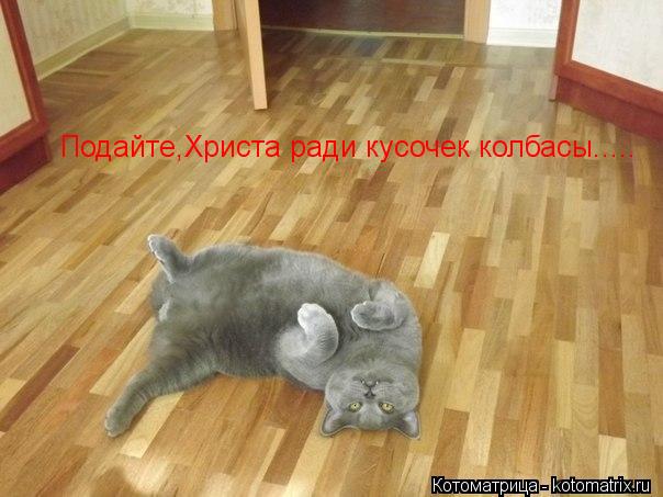 Котоматрица: Подайте,Христа ради кусочек колбасы.....