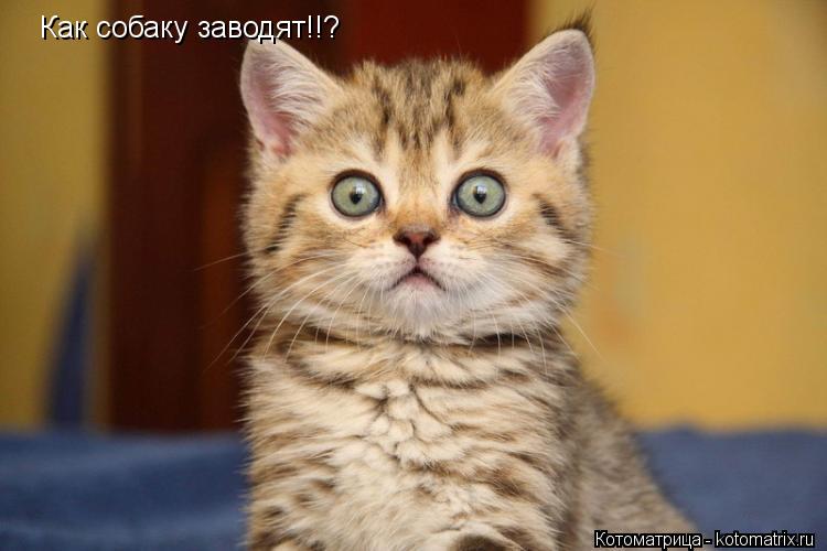 Котоматрица: Как собаку заводят!!?