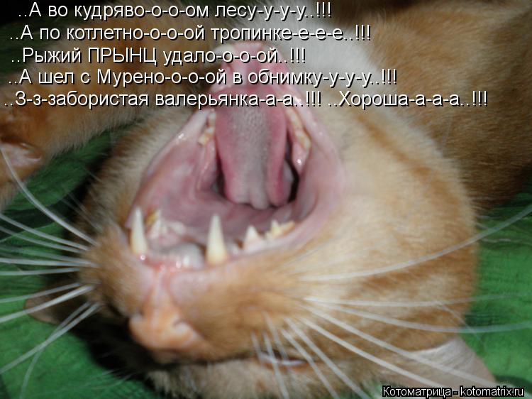 Котоматрица: ..А во кудряво-о-о-ом лесу-у-у-у..!!! ..А по котлетно-о-о-ой тропинке-е-е-е..!!! ..Рыжий ПРЫНЦ удало-о-о-ой..!!! ..А шел с Мурено-о-о-ой в обнимку-у-у-у..!!! ..З-