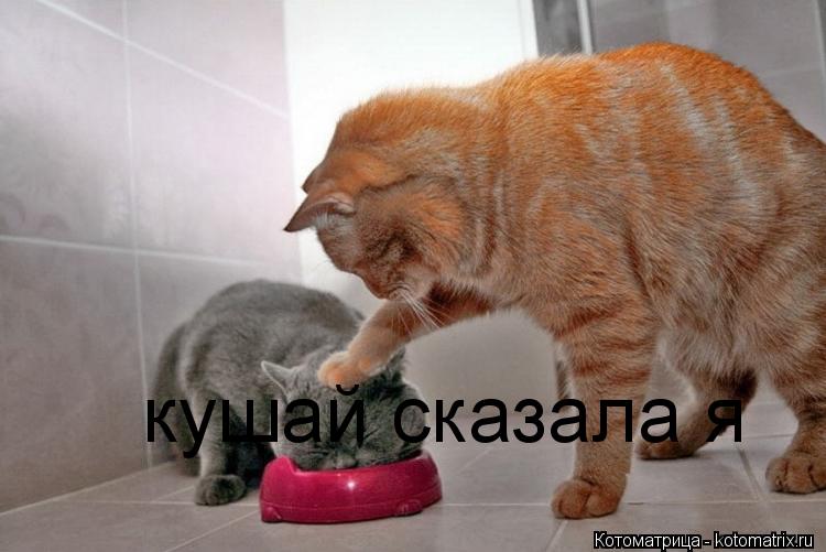 Котоматрица: кушай сказала я