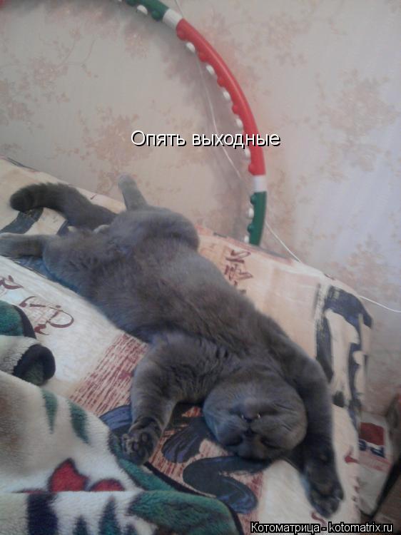 Котоматрица: Опять выходные