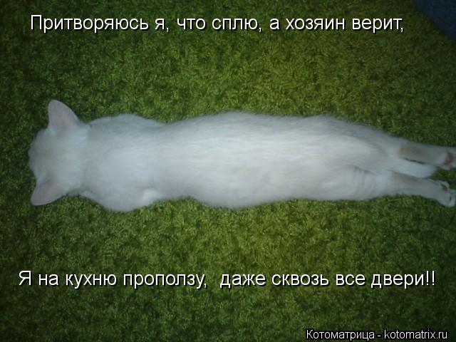 Котоматрица: Притворяюсь я, что сплю, а хозяин верит, Я на кухню проползу,  даже сквозь все двери!!