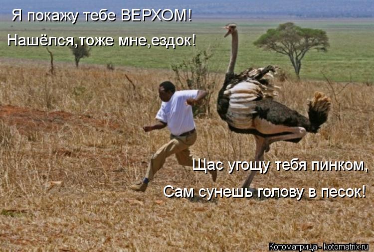 Котоматрица: Я покажу тебе ВЕРХОМ! Нашёлся,тоже мне,ездок! Щас угощу тебя пинком, Сам сунешь голову в песок!