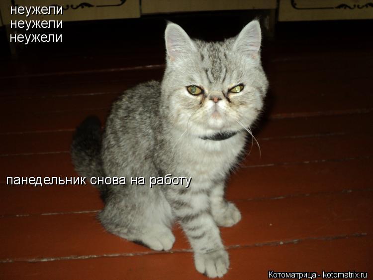 неужели неужели неужели панедельник снова на работу... Котоматрица: неужели неужели неужели панедельник снова на работу