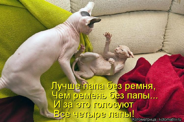 Котоматрица: Лучше папа без ремня, Чем ремень без папы... И за это голосуют Все четыре лапы!