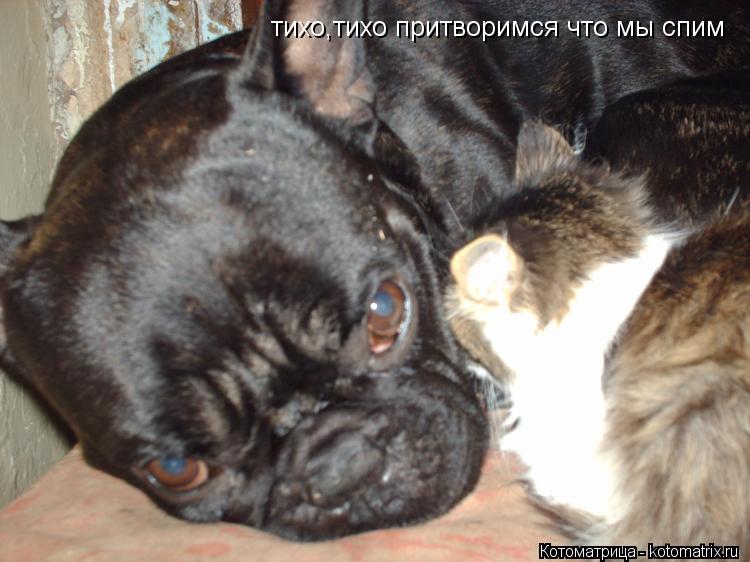 Котоматрица: тихо,тихо притворимся что мы спим