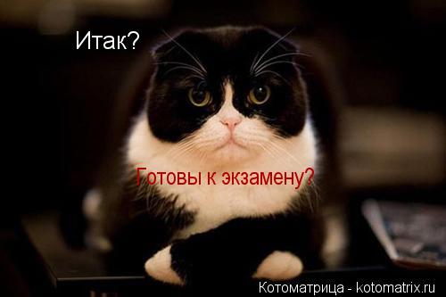 Котоматрица: Итак? Готовы к экзамену?