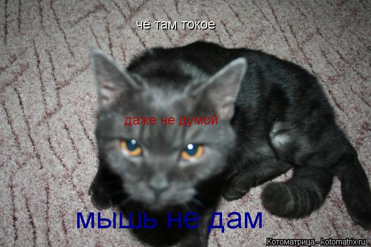 Котоматрица: чё там токое даже не думой мышь не дам