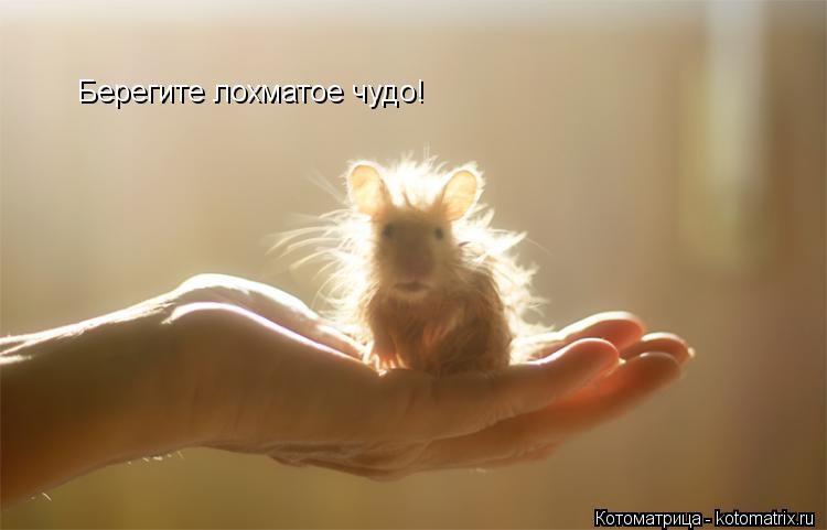 Котоматрица: Берегите лохматое чудо!