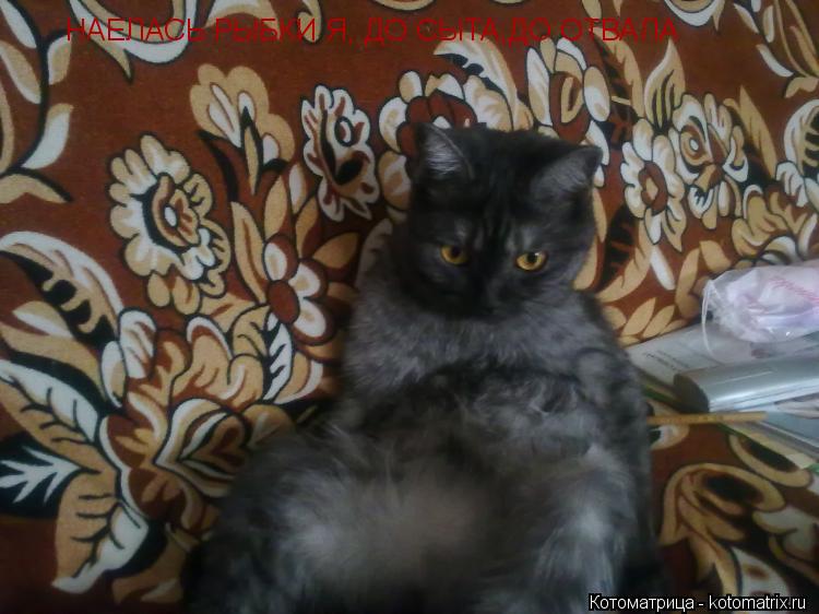 Котоматрица: НАЕЛАСЬ РЫБКИ Я, ДО СЫТА,ДО ОТВАЛА