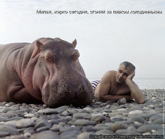 Котоматрица: Милая, жарко сегодня, сгоняй за пивком холодниньким.