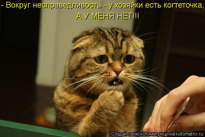 Котоматрица: - Вокруг несправедливость - у хозяйки есть когтеточка, А У МЕНЯ НЕТ!!!
