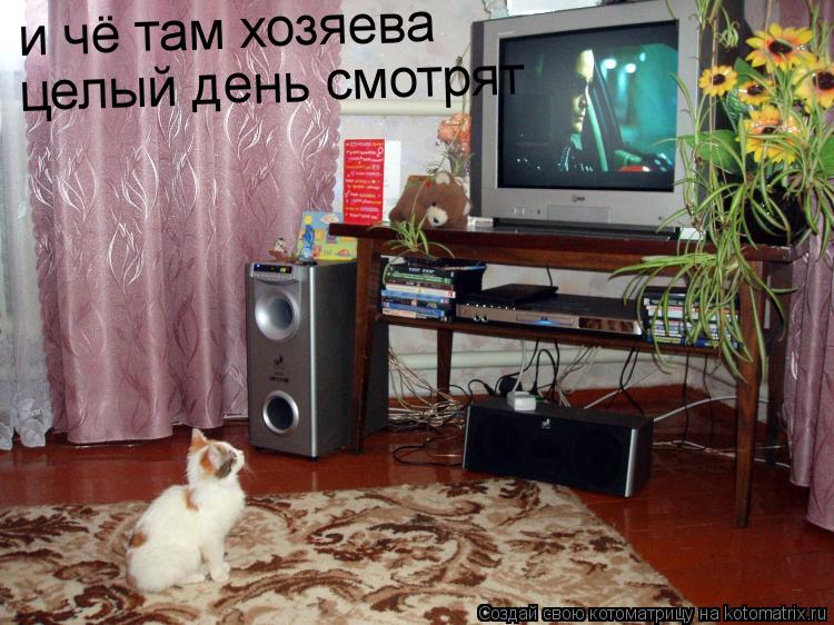 Котоматрица: и чё там хозяева целый день смотрят целый день смотрят