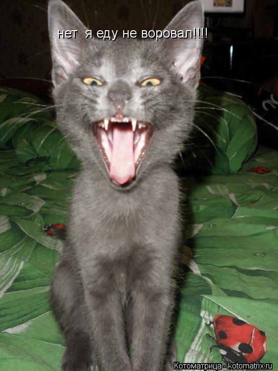 Котоматрица: нет  я еду не воровал!!!!