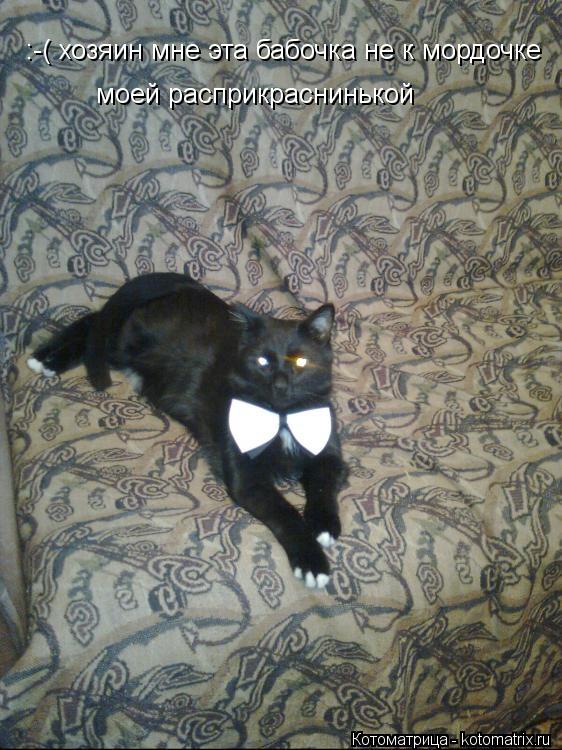 Котоматрица: :-( хозяин мне эта бабочка не к мордочке  моей расприкраснинькой