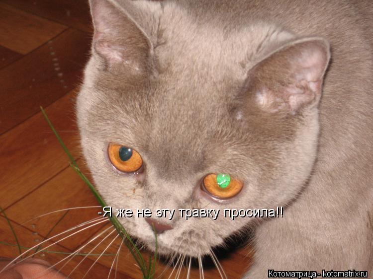 Котоматрица: -Я же не эту травку просила!!