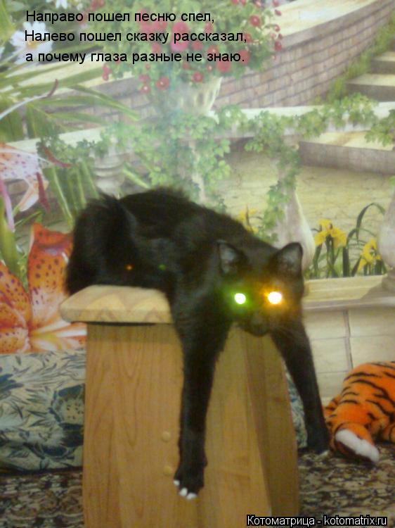 Котоматрица: Направо пошел песню спел,  Налево пошел сказку рассказал, а почему глаза разные не знаю.
