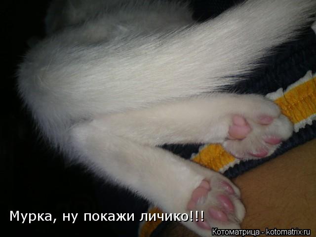 Котоматрица: Мурка, ну покажи личико!!!