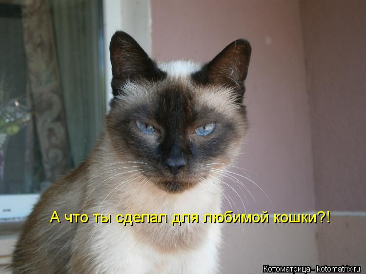 Котоматрица: А что ты сделал для любимой кошки?!