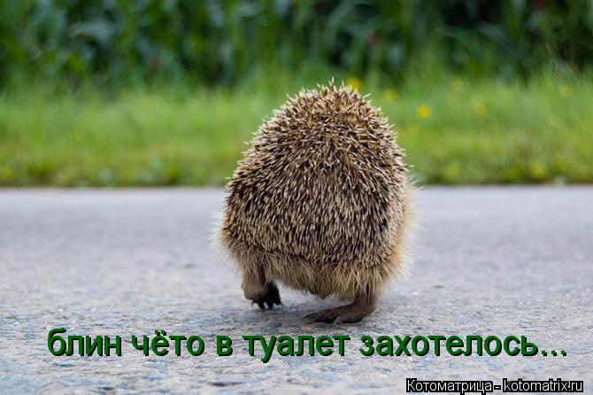 Котоматрица: блин чёто в туалет захотелось...