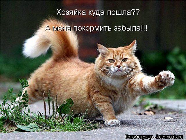 Котоматрица: Хозяйка куда пошла?? А меня покормить забыла!!!