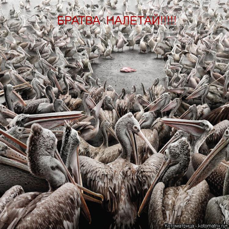 Котоматрица: БРАТВА  НАЛЕТАЙ!!!!!