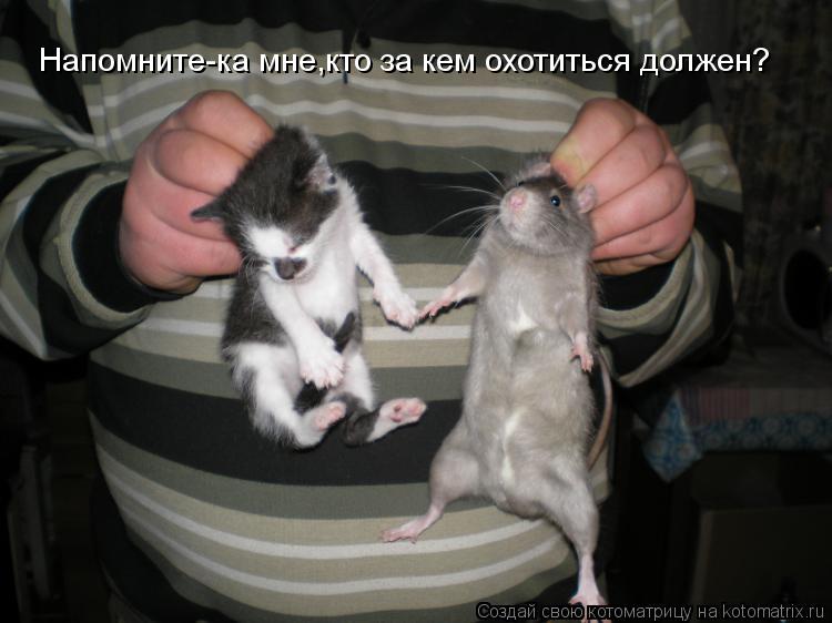 Котоматрица: Напомните-ка мне,кто за кем охотиться должен?