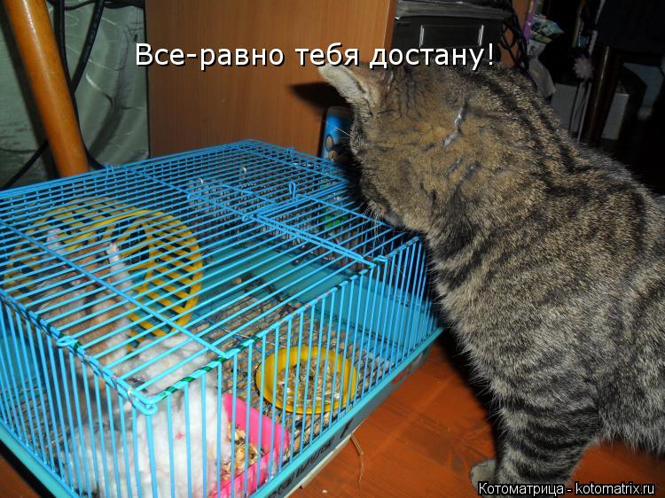 Котоматрица: Все-равно тебя достану!