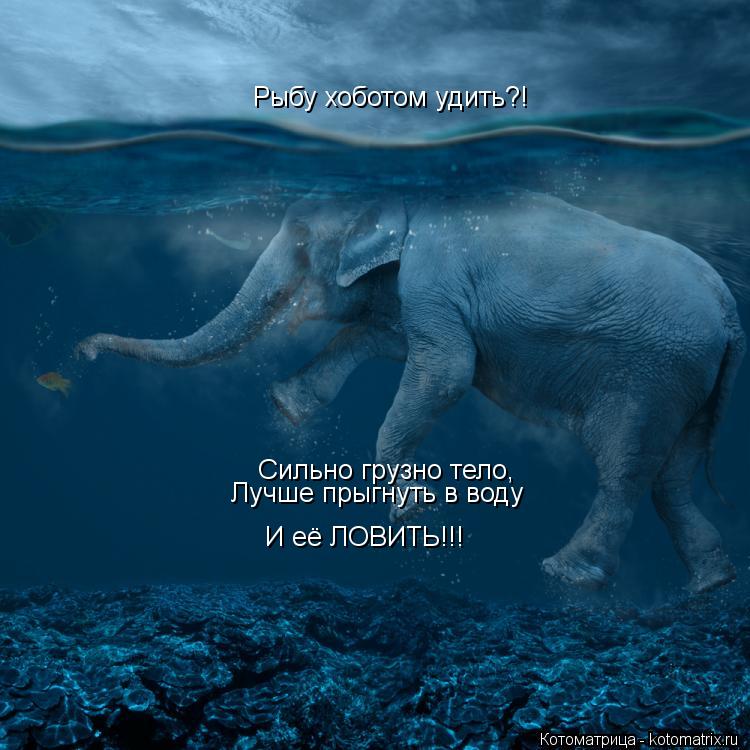 Котоматрица: Рыбу хоботом удить?! Сильно грузно тело, Лучше прыгнуть в воду И её ЛОВИТЬ!!!