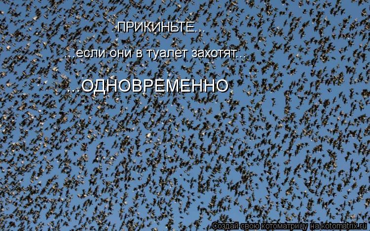 Котоматрица: ПРИКИНЬТЕ... ...если они в туалет захотят... ...ОДНОВРЕМЕННО