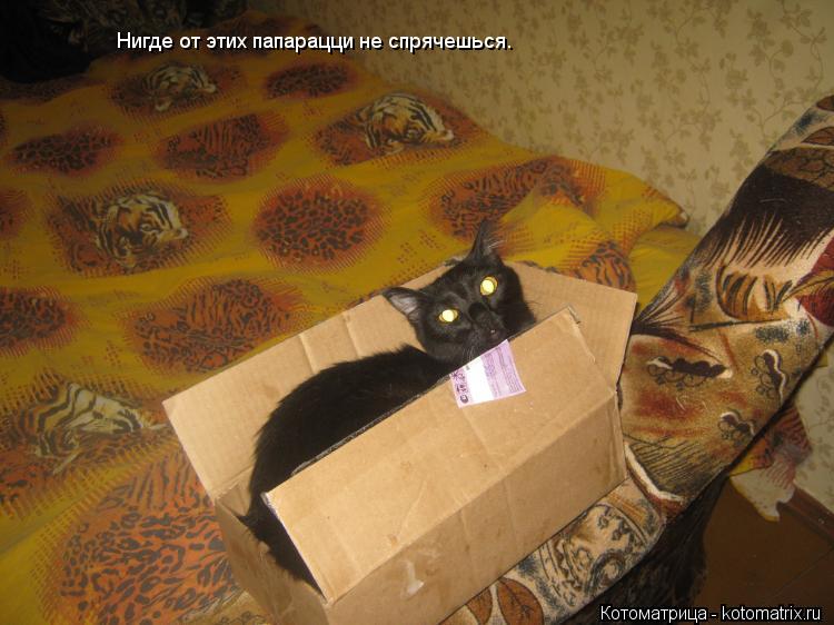 Котоматрица: Нигде от этих папарацци не спрячешься.