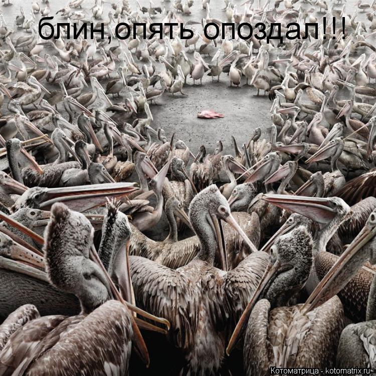 Котоматрица: блин,опять опоздал!!!