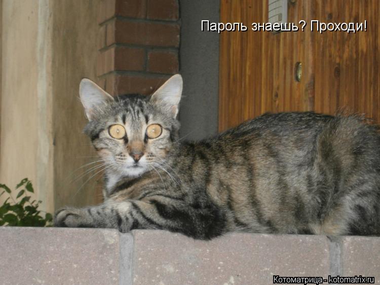 Котоматрица: Пароль знаешь? Проходи!