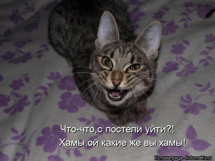 Котоматрица: Что-что,с постели уйти?!  Хамы,ой какие же вы хамы!