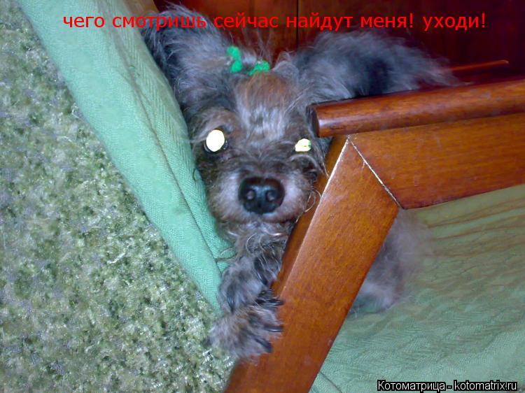 Котоматрица: чего смотришь сейчас найдут меня! уходи!