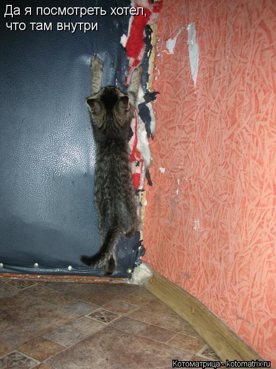 Котоматрица: Да я посмотреть хотел, что там внутри