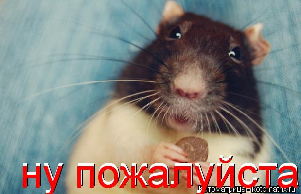 Котоматрица: ну пожалуйста ну пожалуйста