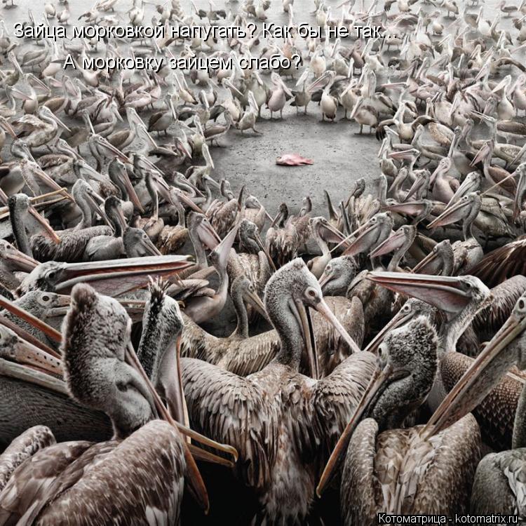 Котоматрица: Зайца морковкой напугать? Как бы не так... А морковку зайцем слабо?