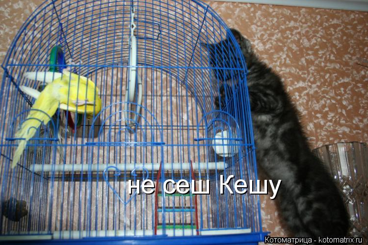 Котоматрица: не сеш Кешу