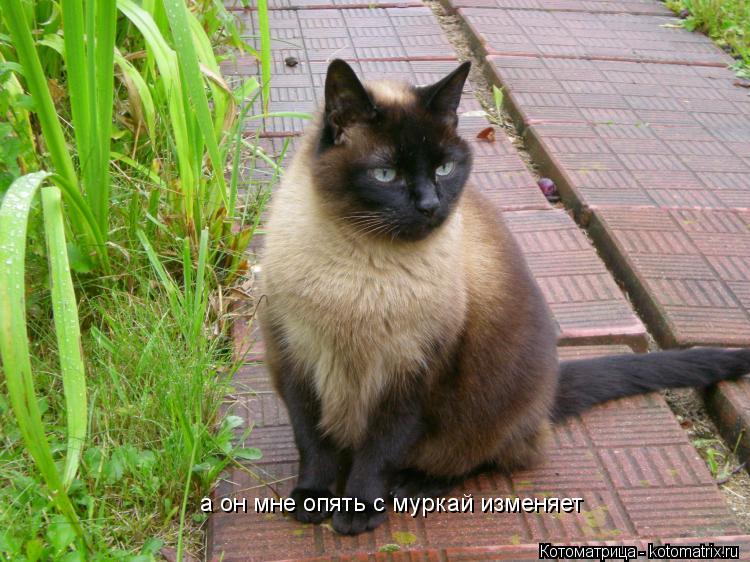 Котоматрица: а он мне опять с муркай изменяет