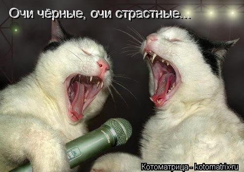 Котоматрица: Очи чёрные, очи страстные... Очи чёрные, очи страстные...